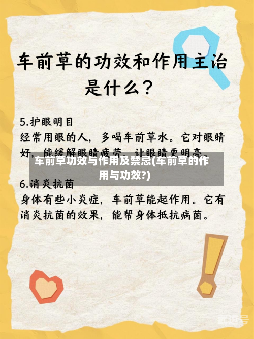 车前草功效与作用及禁忌(车前草的作用与功效?)