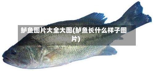 鲈鱼图片大全大图(鲈鱼长什么样子图片)