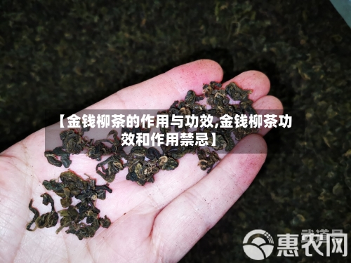 【金钱柳茶的作用与功效,金钱柳茶功效和作用禁忌】