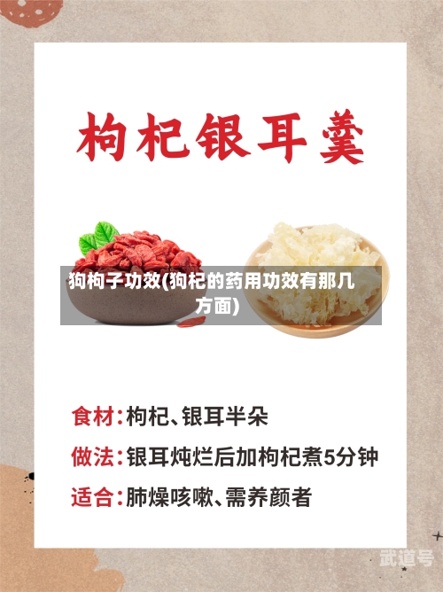 狗枸子功效(狗杞的药用功效有那几方面)