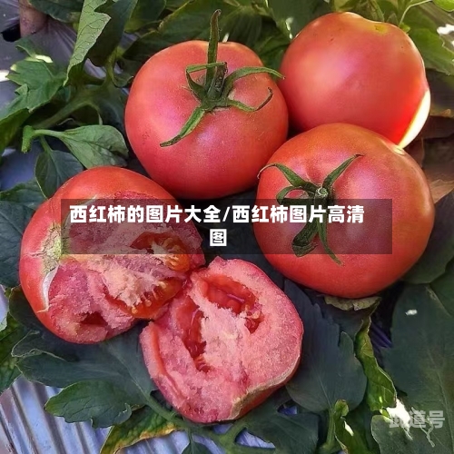 西红柿的图片大全/西红柿图片高清图-第2张图片