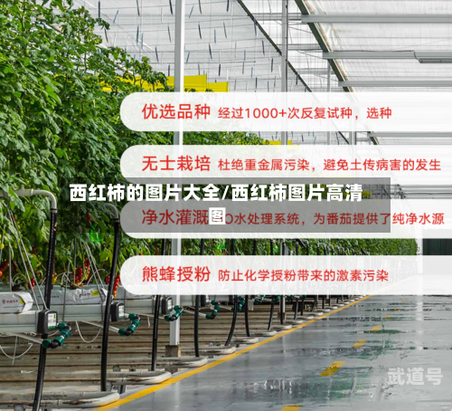 西红柿的图片大全/西红柿图片高清图