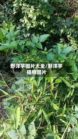 野洋芋图片大全/野洋芋植物图片