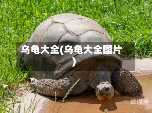 乌龟大全(乌龟大全图片)-第3张图片