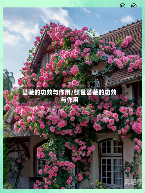 蔷薇的功效与作用/硕苞蔷薇的功效与作用