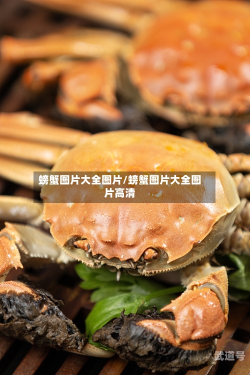 螃蟹图片大全图片/螃蟹图片大全图片高清