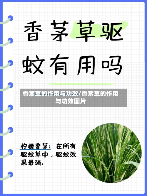 香茅草的作用与功效/香茅草的作用与功效图片-第2张图片