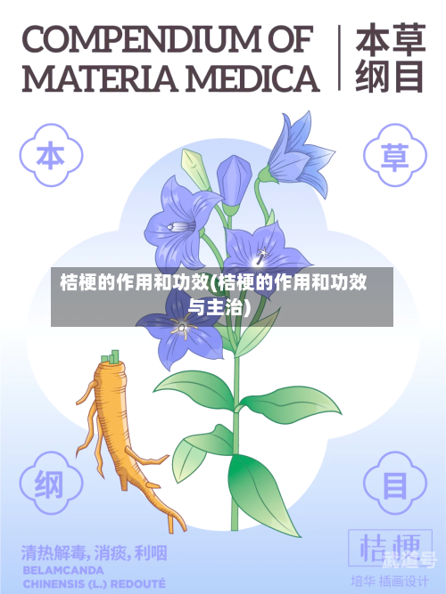 桔梗的作用和功效(桔梗的作用和功效与主治)
