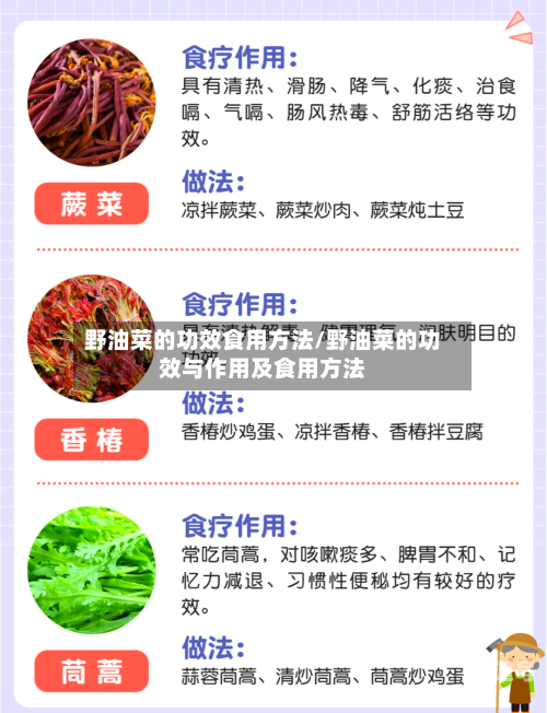 野油菜的功效食用方法/野油菜的功效与作用及食用方法