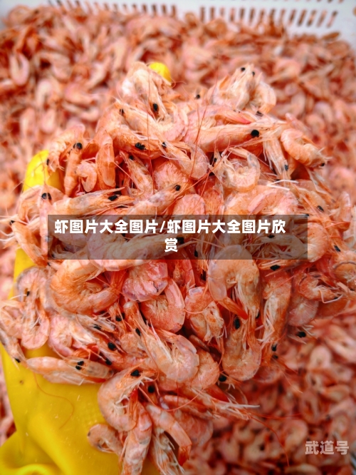 虾图片大全图片/虾图片大全图片欣赏