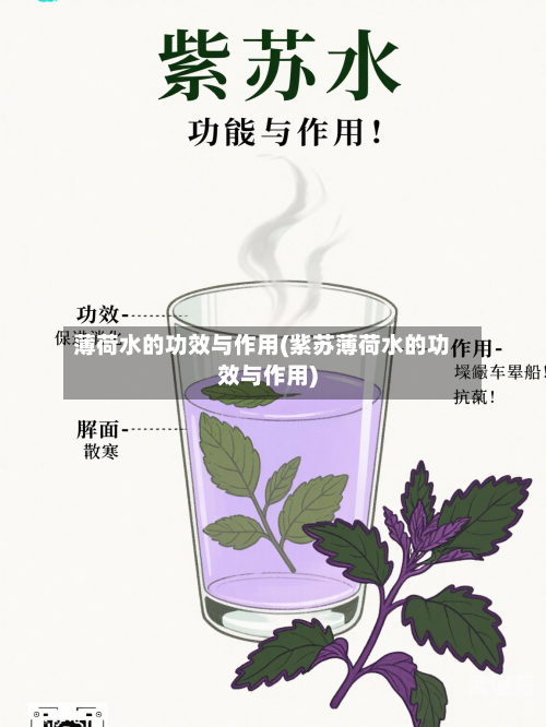 薄荷水的功效与作用(紫苏薄荷水的功效与作用)