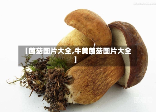 【菌菇图片大全,牛黄菌菇图片大全】