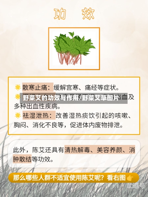野菜艾的功效与作用/野菜艾草图片