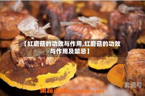 【红磨菇的功效与作用,红磨菇的功效与作用及禁忌】