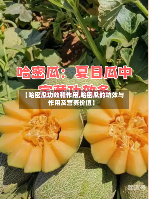 【哈密瓜功效和作用,哈密瓜的功效与作用及营养价值】
