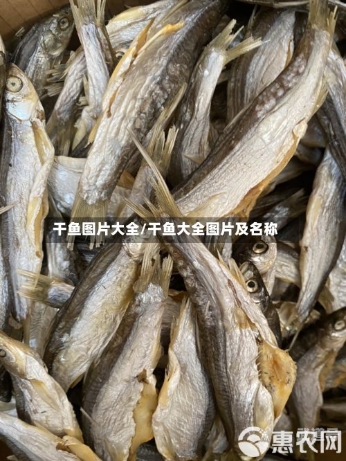 干鱼图片大全/干鱼大全图片及名称
