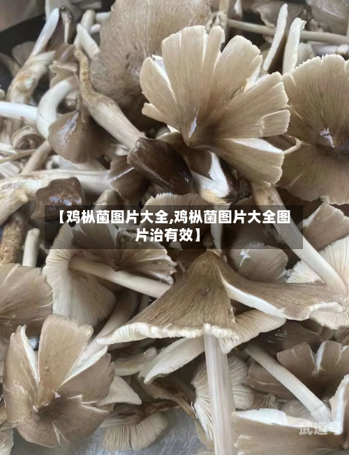 【鸡枞菌图片大全,鸡枞菌图片大全图片治有效】