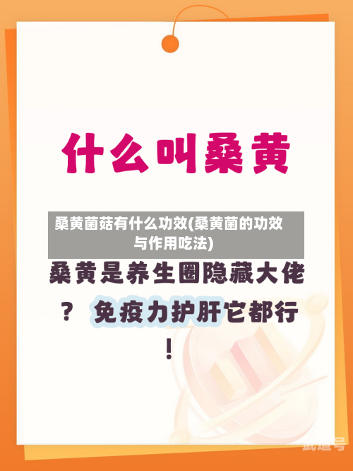 桑黄菌菇有什么功效(桑黄菌的功效与作用吃法)