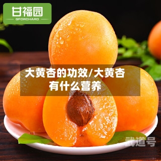 大黄杏的功效/大黄杏有什么营养