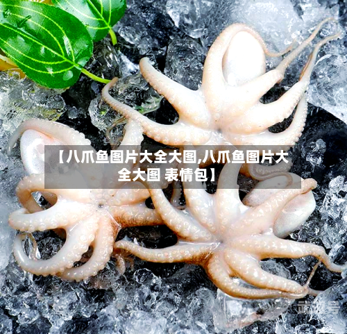 【八爪鱼图片大全大图,八爪鱼图片大全大图 表情包】