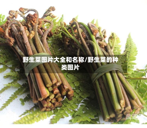 野生菜图片大全和名称/野生菜的种类图片-第3张图片
