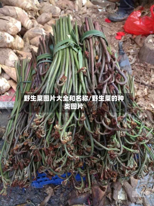 野生菜图片大全和名称/野生菜的种类图片