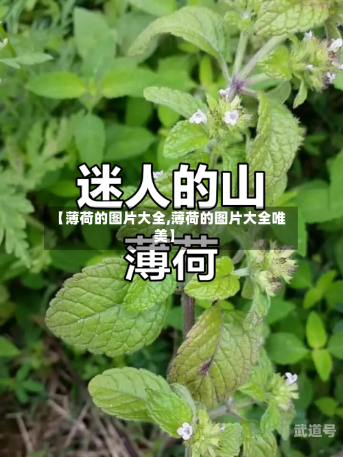 【薄荷的图片大全,薄荷的图片大全唯美】-第2张图片