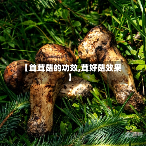 【耸茸菇的功效,茸好菇效果】