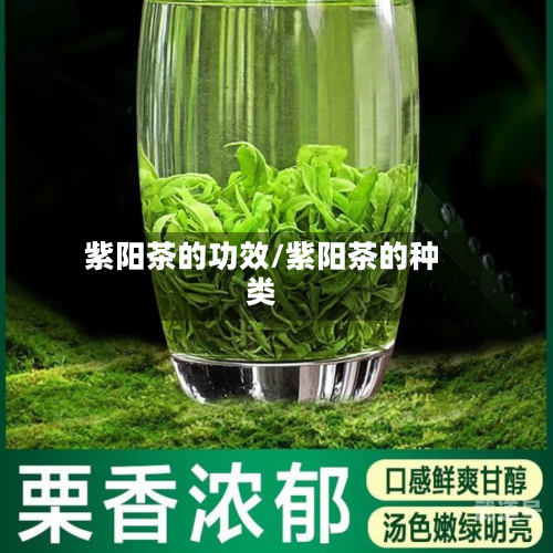 紫阳茶的功效/紫阳茶的种类
