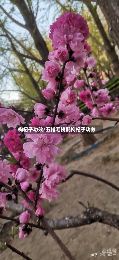 枸杞子功效/五指毛桃配枸杞子功效