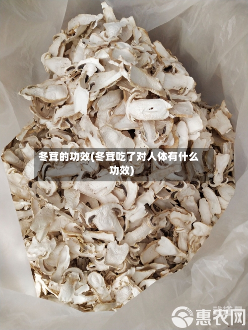 冬茸的功效(冬茸吃了对人体有什么功效)