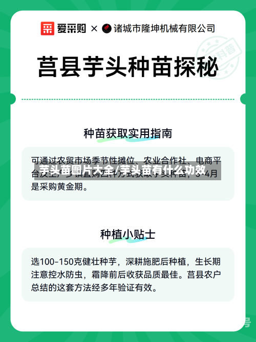 芋头苗图片大全/芋头苗有什么功效