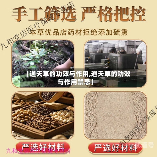【通天草的功效与作用,通天草的功效与作用禁忌】