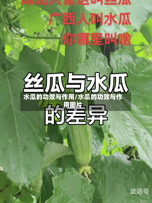 水瓜的功效与作用/水瓜的功效与作用图片-第3张图片