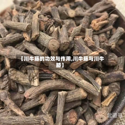 【川牛藤的功效与作用,川牛藤与川牛膝】-第2张图片