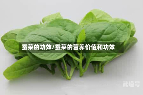 蚕菜的功效/蚕菜的营养价值和功效