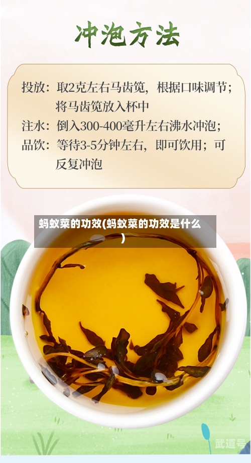 蚂蚁菜的功效(蚂蚁菜的功效是什么)