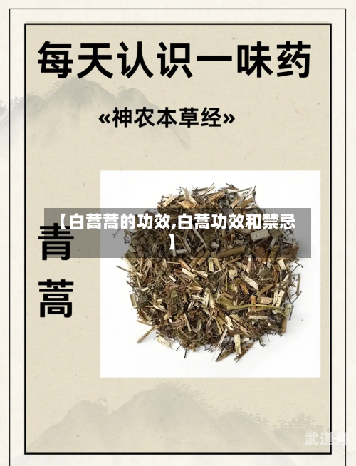 【白蒿蒿的功效,白蒿功效和禁忌】-第3张图片