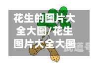 花生的图片大全大图/花生图片大全大图 卡通图片