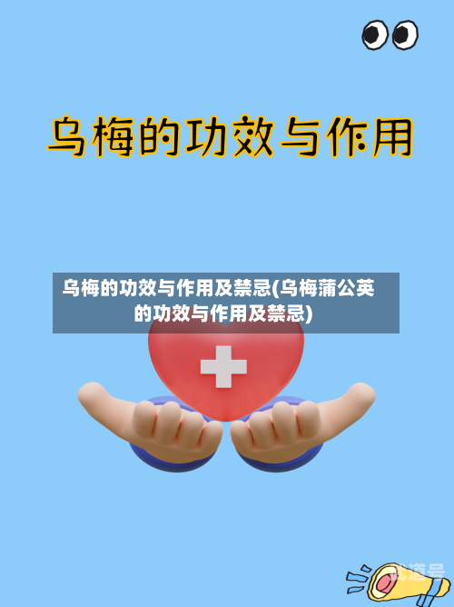 乌梅的功效与作用及禁忌(乌梅蒲公英的功效与作用及禁忌)-第3张图片